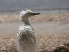Egretta thula