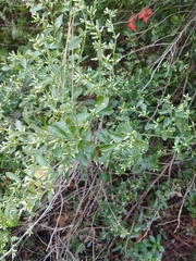 Baccharis glomeruliflora