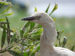 Egretta thula