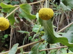Podanthus ovatifolius
