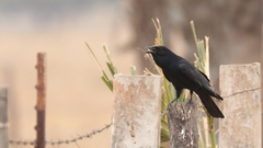 Corvus imparatus