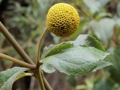 Podanthus ovatifolius