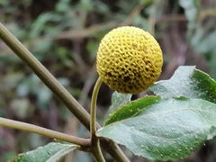 Podanthus ovatifolius
