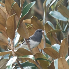 Dark-eyed Junco