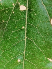 Podanthus ovatifolius