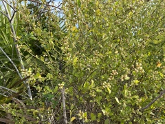 Baccharis glomeruliflora