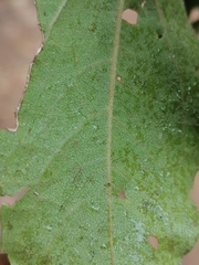 Podanthus ovatifolius