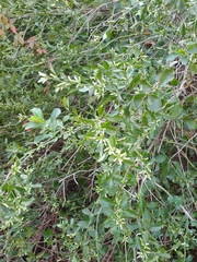Baccharis glomeruliflora