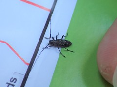 Acanthocinus pusillus