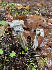 Helvella maculata