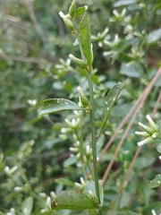 Baccharis glomeruliflora