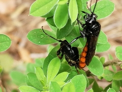 Elaphroptera scoliaeformis