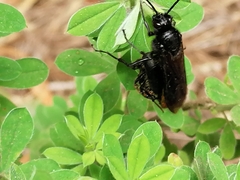 Elaphroptera scoliaeformis