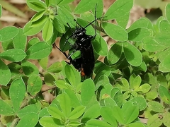 Elaphroptera scoliaeformis