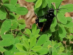 Elaphroptera scoliaeformis