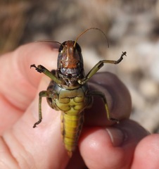 Melanoplus eumera