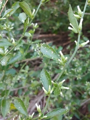 Baccharis glomeruliflora