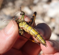 Melanoplus eumera