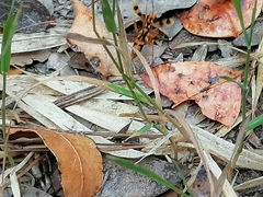 Sphictostethus gravesii