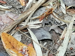 Sphictostethus gravesii