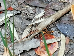 Sphictostethus gravesii