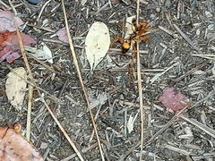 Sphictostethus gravesii