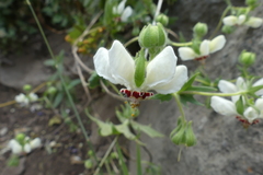 Loasa prostrata
