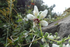 Loasa prostrata