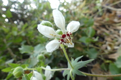 Loasa prostrata
