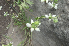 Loasa prostrata