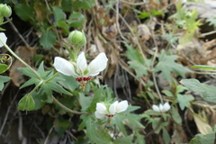 Loasa prostrata