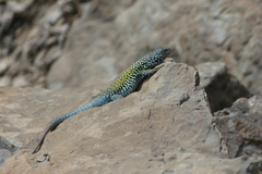 Liolaemus nigroviridis