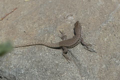 Liolaemus nigroviridis