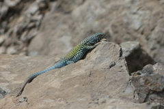 Liolaemus nigroviridis