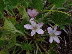 Geranium antrorsum