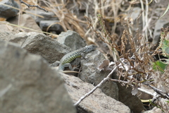Liolaemus nigroviridis