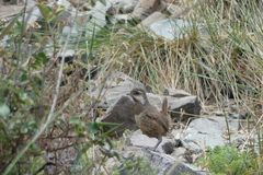 Pteroptochos megapodius