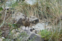 Pteroptochos megapodius