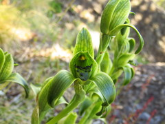 Chloraea viridiflora