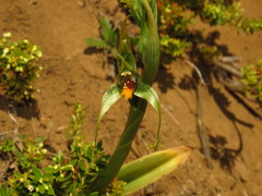 Bipinnula volkmannii
