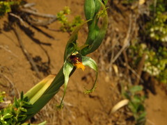 Bipinnula volkmannii