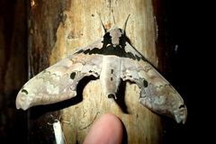 Adhemarius gannascus
