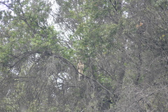 Parabuteo unicinctus unicinctus