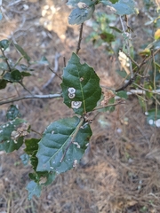 Aceria mackiei