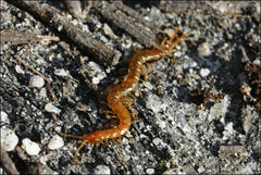 Cryptops australis