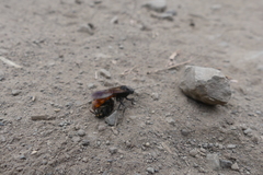 Elaphroptera scoliaeformis
