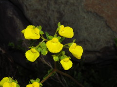 Calceolaria undulata