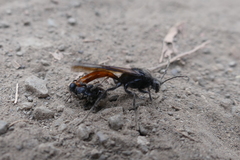 Elaphroptera scoliaeformis