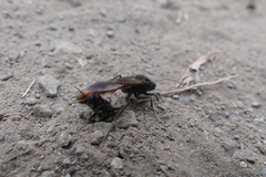 Elaphroptera scoliaeformis
