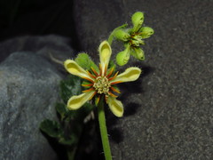 Blumenbachia prietea